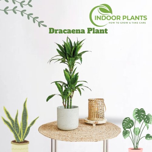 Dracaena Plant