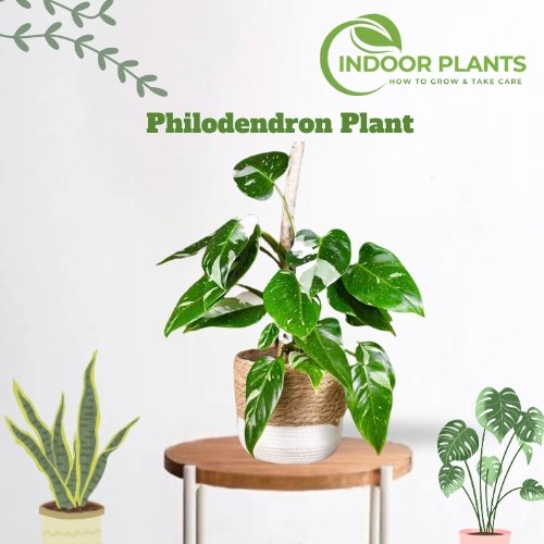 Philodendron Plant