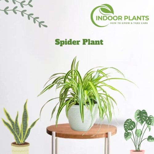 Spider Plant (1)